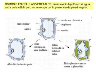 ÓSMOSIS EN CÉLULAS VEGETALES: en un medio hipotónico el agua
entra en la célula pero no se rompe por la presencia de pared...