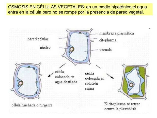 La materia viva