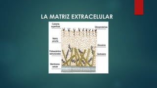Matrix Celular LA MATRIZ EXTRACELULAR en la Biología Celular | PPTX