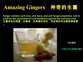 Ginger contains anti viral, anti toxic, and anti fungal properties, and is used for the prevention of and treatment against the common cold. 生薑含有抗病毒，抗毒素，抗真菌的特性，用於預防和治療普通感冒。 Amazing Gingers   神奇的生薑   自动播放 当然也可以按鼠标播放 