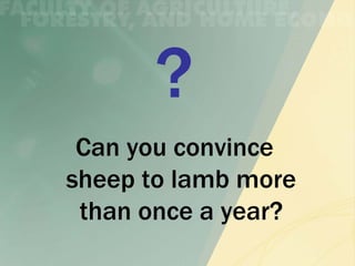 Can you convince
sheep to lamb more
 than once a year?
 