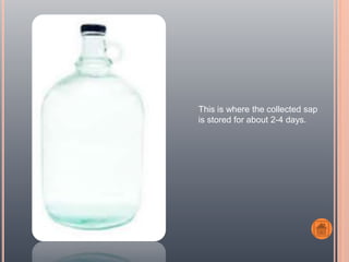 This is where the collected sap
is stored for about 2-4 days.
 