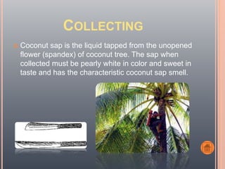 COLLECTING
 Coconut sap is the liquid tapped from the unopened
flower (spandex) of coconut tree. The sap when
collected must be pearly white in color and sweet in
taste and has the characteristic coconut sap smell.
 