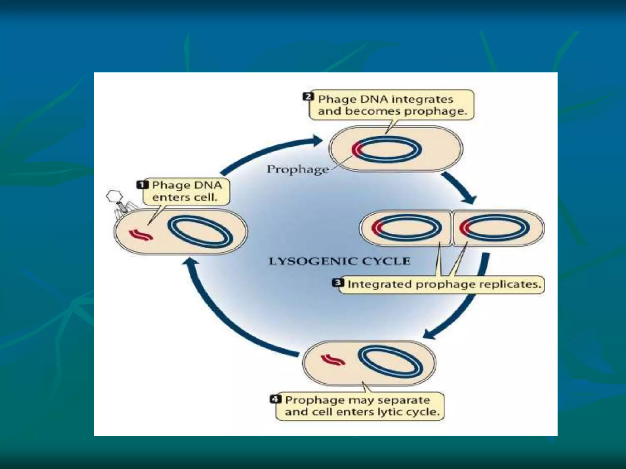 lambda str & life cycle.ppt
