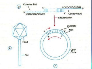 lambda str & life cycle.ppt