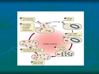 lambda str & life cycle.ppt