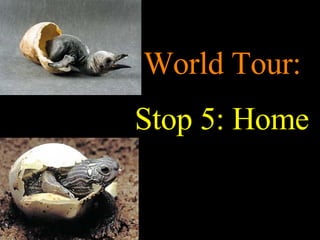 World Tour:  Stop 5: Home 