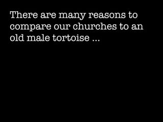There are many reasons to compare our churches to an old male tortoise … 