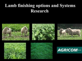 Lamb finishing options and Systems Research  
