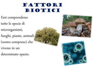 FATTORI
BIOTICI
Essi comprendono
tutte le specie di
microrganismi,
funghi, piante, animali
(uomo compreso) che
vivono in un
determinato spazio.
 