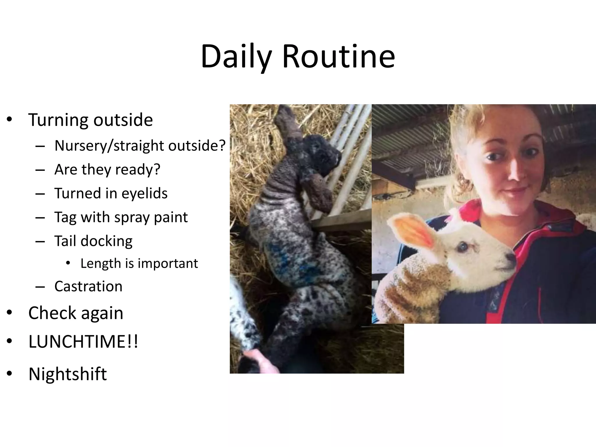 Daily Routine
• Turning outside
– Nursery/straight outside?
– Are they ready?
– Turned in eyelids
– Tag with spray paint
– Tail docking
• Length is important
– Castration
• Check again
• LUNCHTIME!!
• Nightshift
 