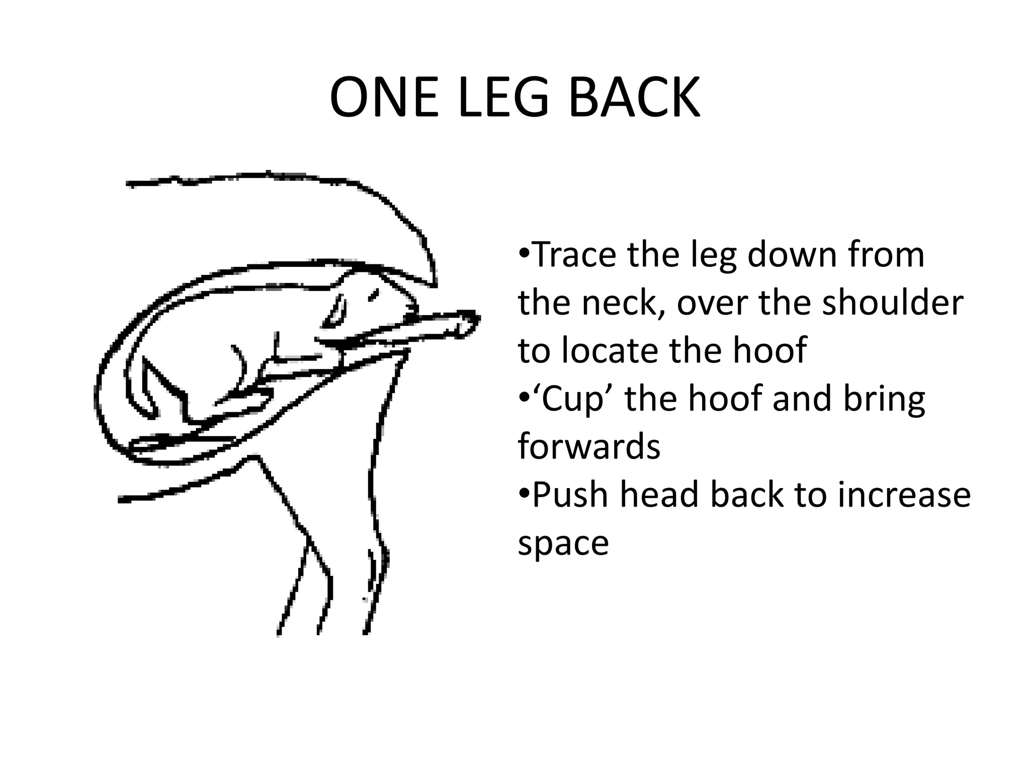 ONE LEG BACK
•Trace the leg down from
the neck, over the shoulder
to locate the hoof
•‘Cup’ the hoof and bring
forwards
•Push head back to increase
space
 