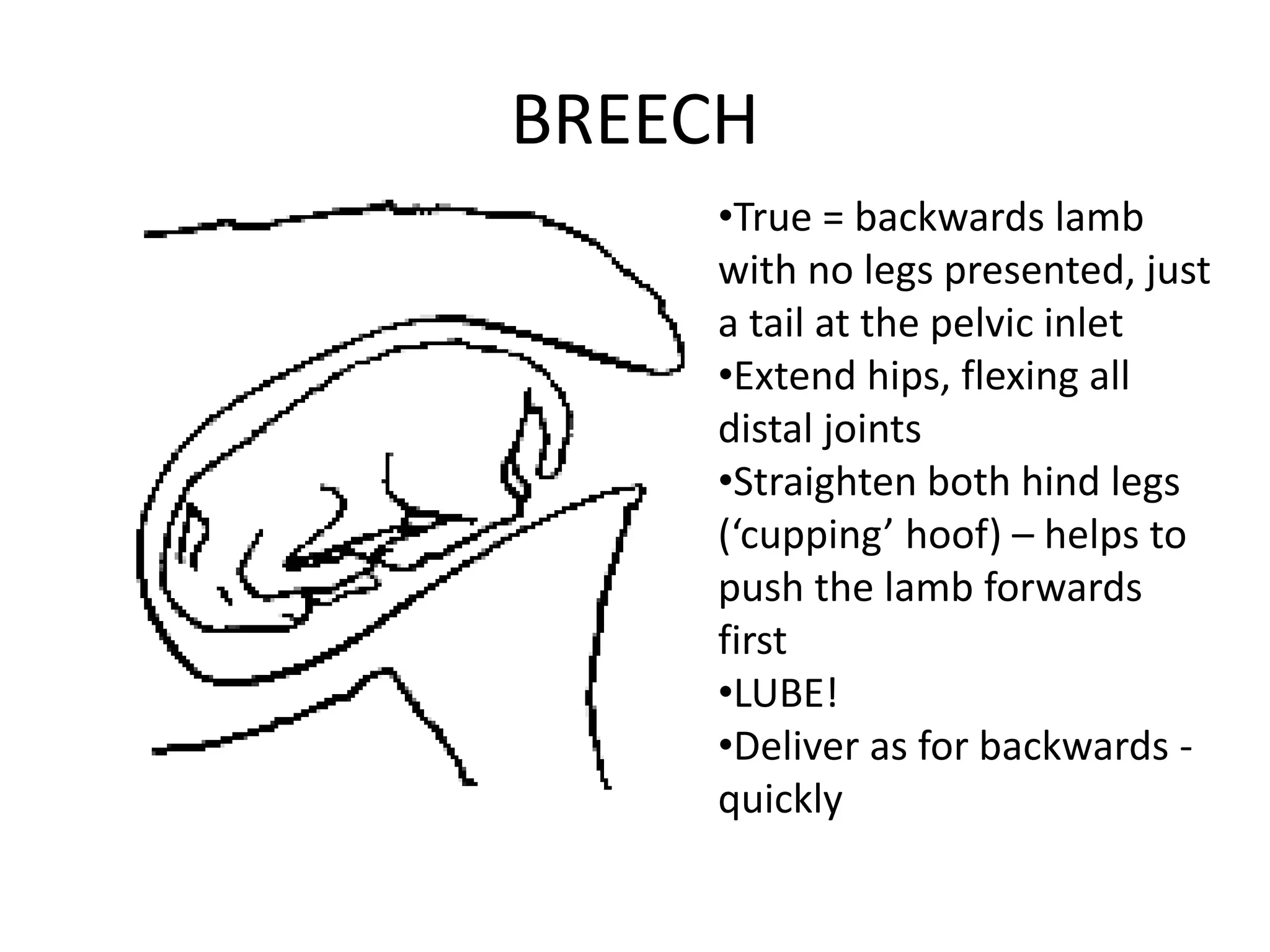 BREECH
•True = backwards lamb
with no legs presented, just
a tail at the pelvic inlet
•Extend hips, flexing all
distal joints
•Straighten both hind legs
(‘cupping’ hoof) – helps to
push the lamb forwards
first
•LUBE!
•Deliver as for backwards -
quickly
 