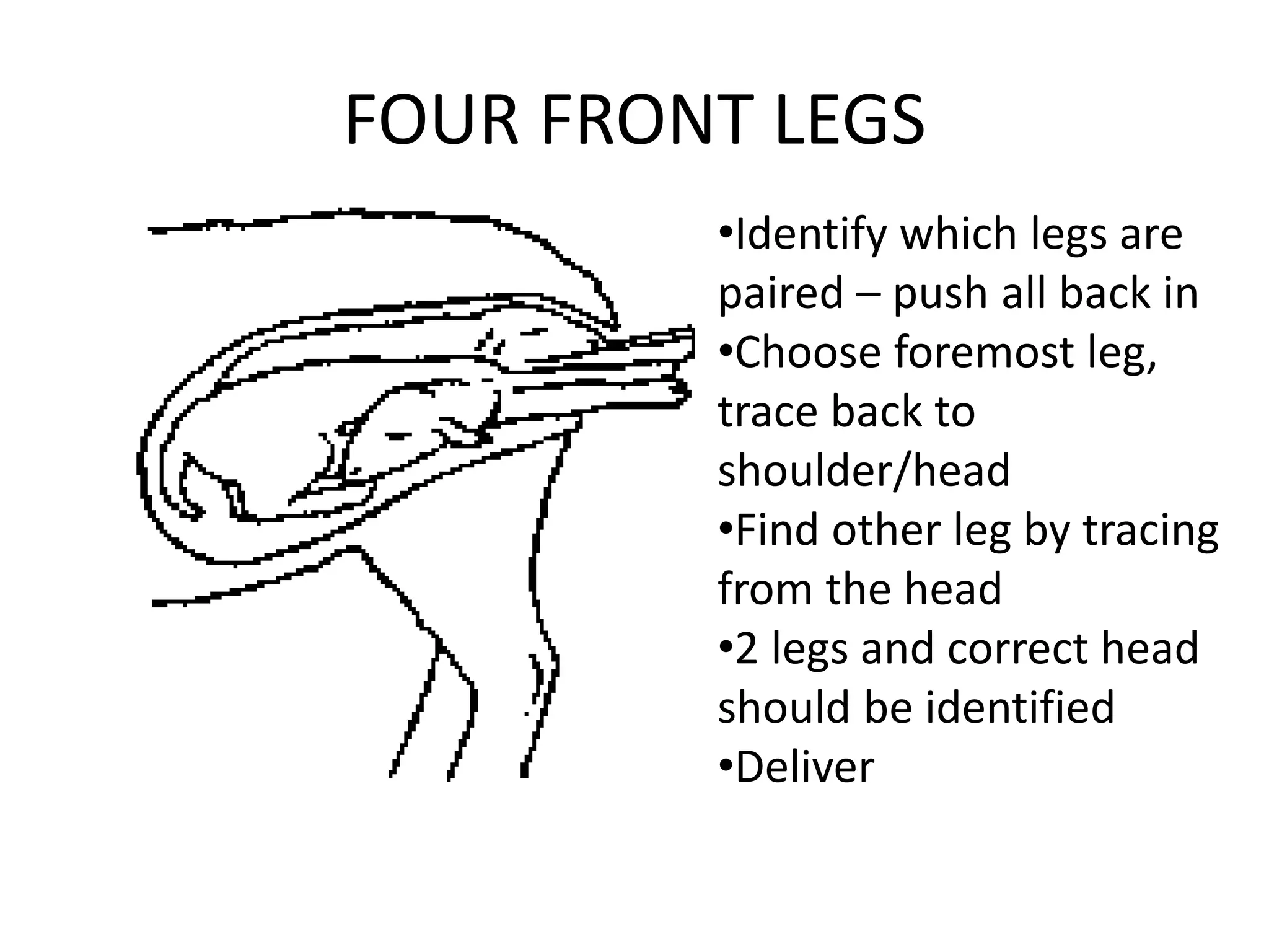FOUR FRONT LEGS
•Identify which legs are
paired – push all back in
•Choose foremost leg,
trace back to
shoulder/head
•Find other leg by tracing
from the head
•2 legs and correct head
should be identified
•Deliver
 