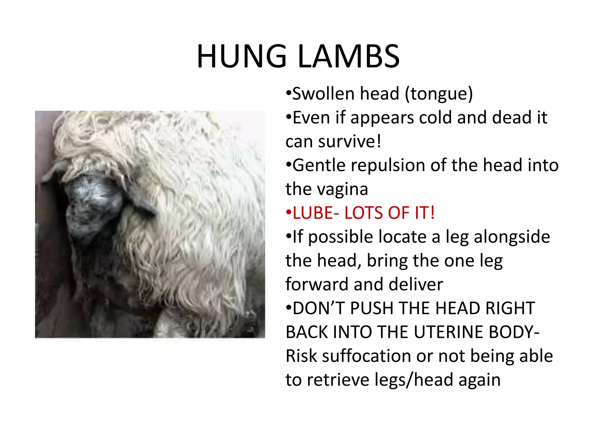 HUNG LAMBS
•Swollen head (tongue)
•Even if appears cold and dead it
can survive!
•Gentle repulsion of the head into
the vagina
•LUBE- LOTS OF IT!
•If possible locate a leg alongside
the head, bring the one leg
forward and deliver
•DON’T PUSH THE HEAD RIGHT
BACK INTO THE UTERINE BODY-
Risk suffocation or not being able
to retrieve legs/head again
 