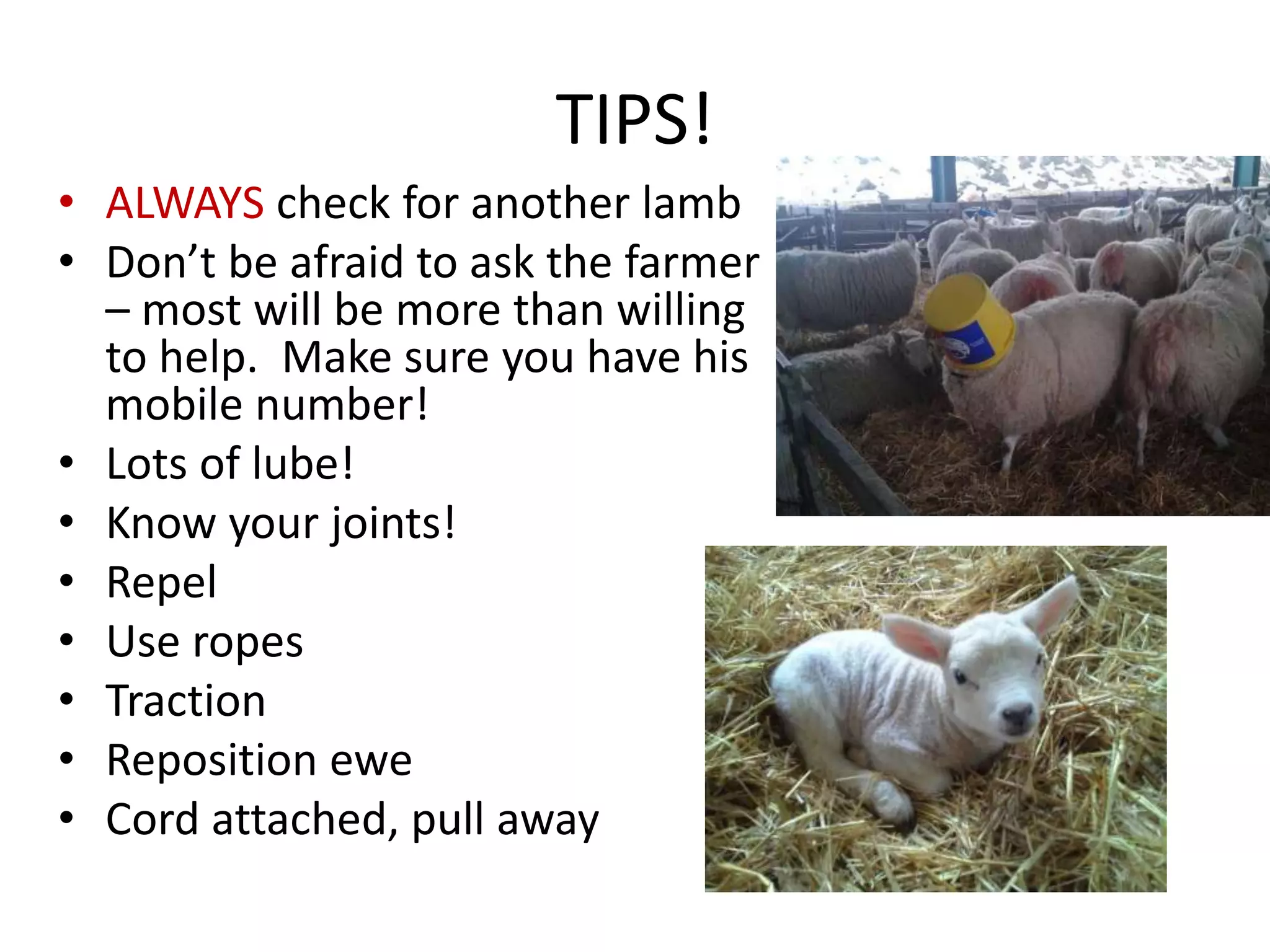 TIPS!
• ALWAYS check for another lamb
• Don’t be afraid to ask the farmer
– most will be more than willing
to help. Make sure you have his
mobile number!
• Lots of lube!
• Know your joints!
• Repel
• Use ropes
• Traction
• Reposition ewe
• Cord attached, pull away
 