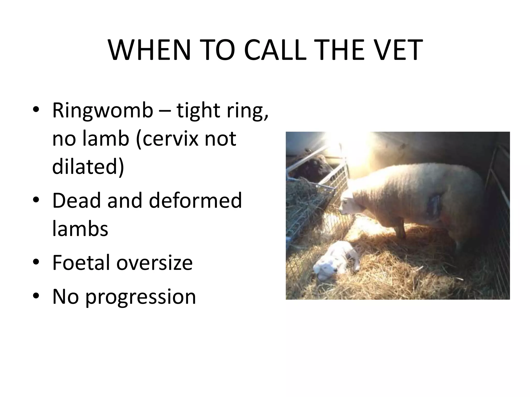 WHEN TO CALL THE VET
• Ringwomb – tight ring,
no lamb (cervix not
dilated)
• Dead and deformed
lambs
• Foetal oversize
• No progression
 