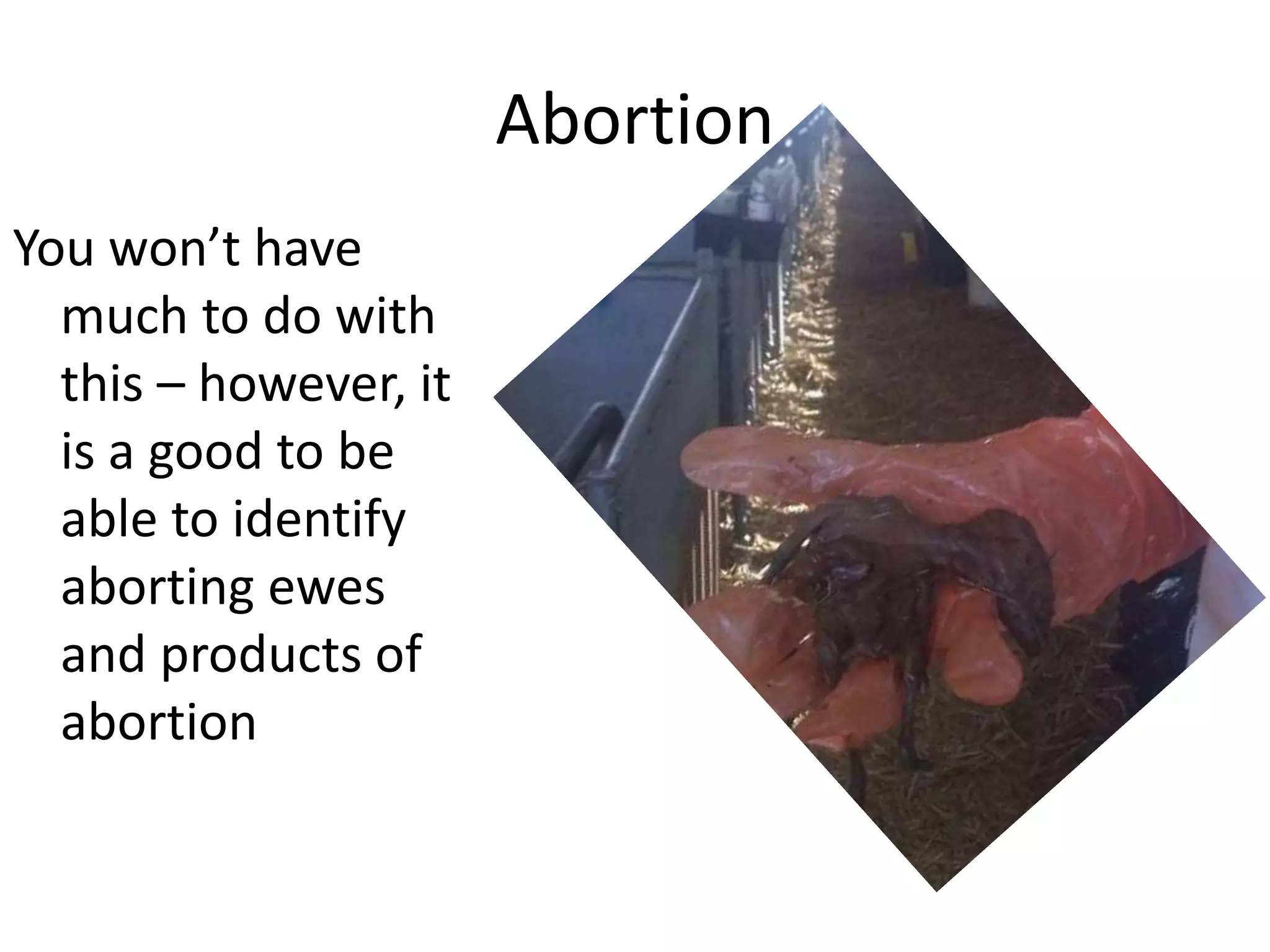 Abortion
You won’t have
much to do with
this – however, it
is a good to be
able to identify
aborting ewes
and products of
abortion
 