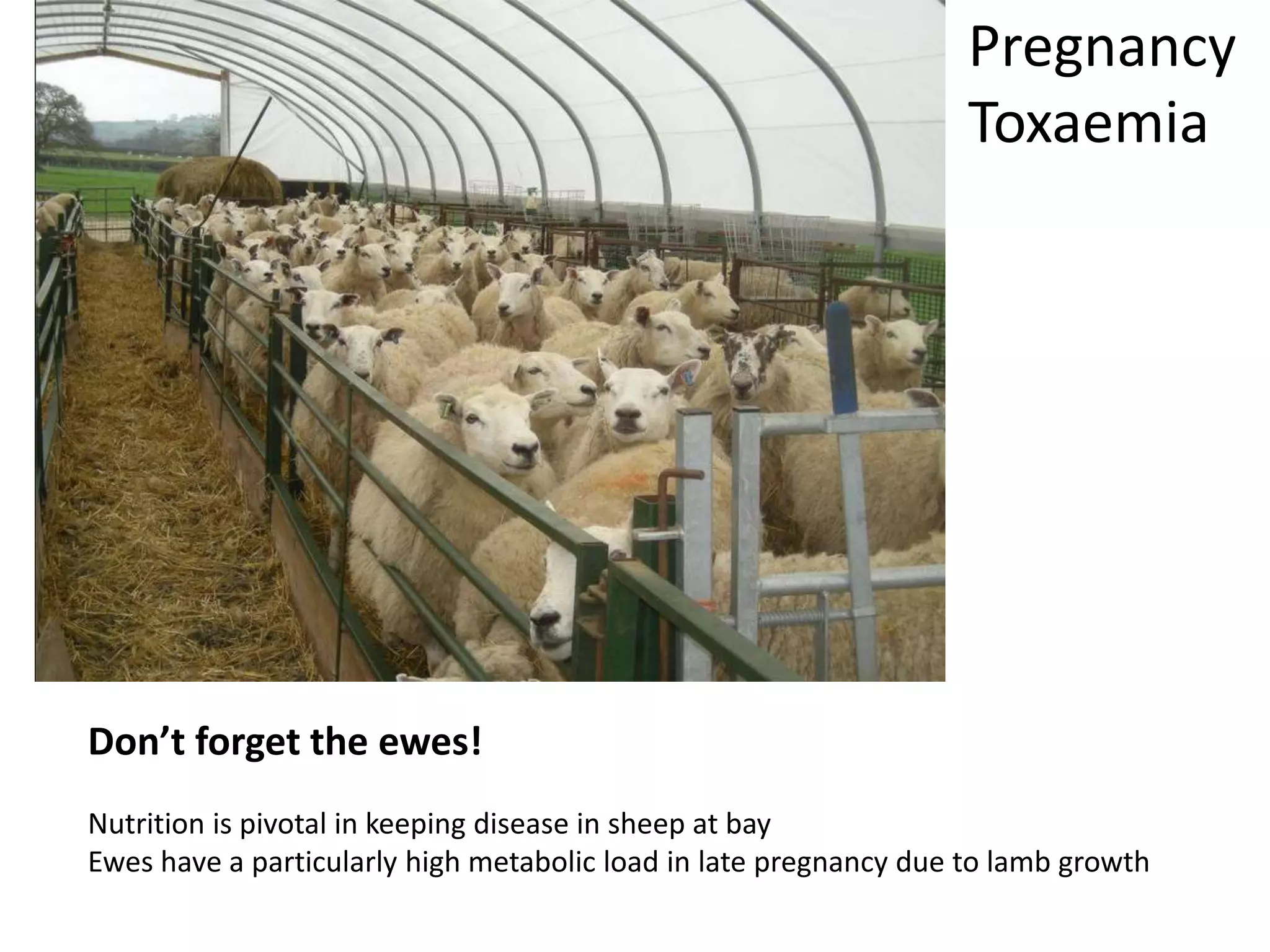 Don’t forget the ewes!
Nutrition is pivotal in keeping disease in sheep at bay
Ewes have a particularly high metabolic load in late pregnancy due to lamb growth
Pregnancy
Toxaemia
 