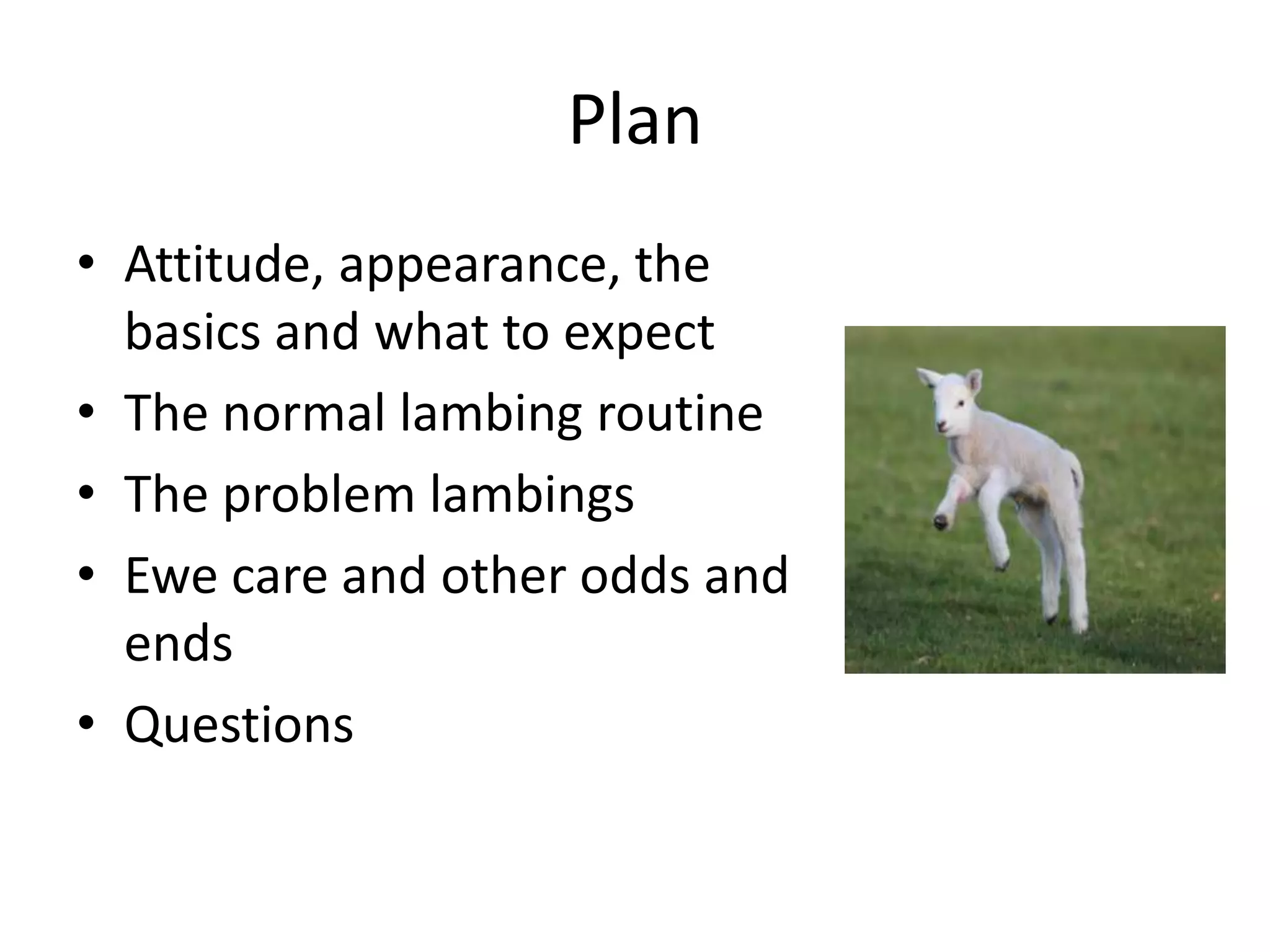 Plan
• Attitude, appearance, the
basics and what to expect
• The normal lambing routine
• The problem lambings
• Ewe care and other odds and
ends
• Questions
 