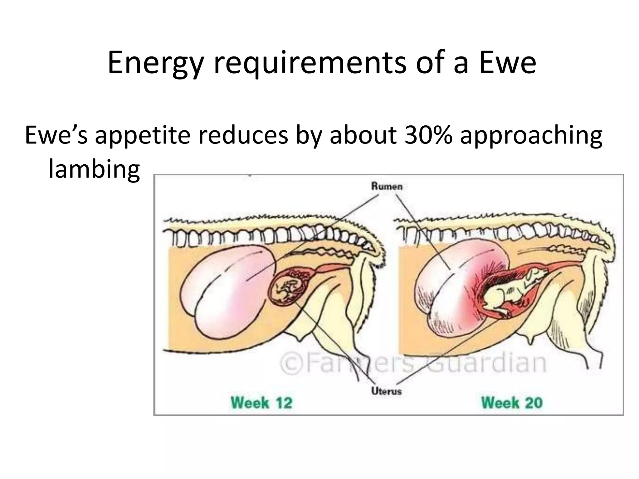Energy requirements of a Ewe
Ewe’s appetite reduces by about 30% approaching
lambing
 