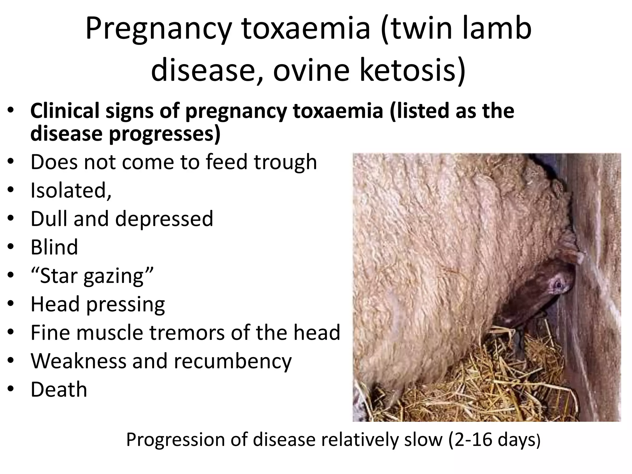 Pregnancy toxaemia (twin lamb
disease, ovine ketosis)
• Clinical signs of pregnancy toxaemia (listed as the
disease progresses)
• Does not come to feed trough
• Isolated,
• Dull and depressed
• Blind
• “Star gazing”
• Head pressing
• Fine muscle tremors of the head
• Weakness and recumbency
• Death
Progression of disease relatively slow (2-16 days)
 