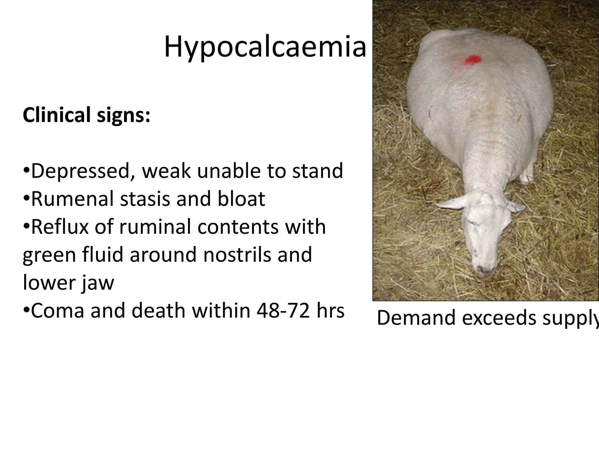 Hypocalcaemia
Demand exceeds supply
Clinical signs:
•Depressed, weak unable to stand
•Rumenal stasis and bloat
•Reflux of ruminal contents with
green fluid around nostrils and
lower jaw
•Coma and death within 48-72 hrs
 