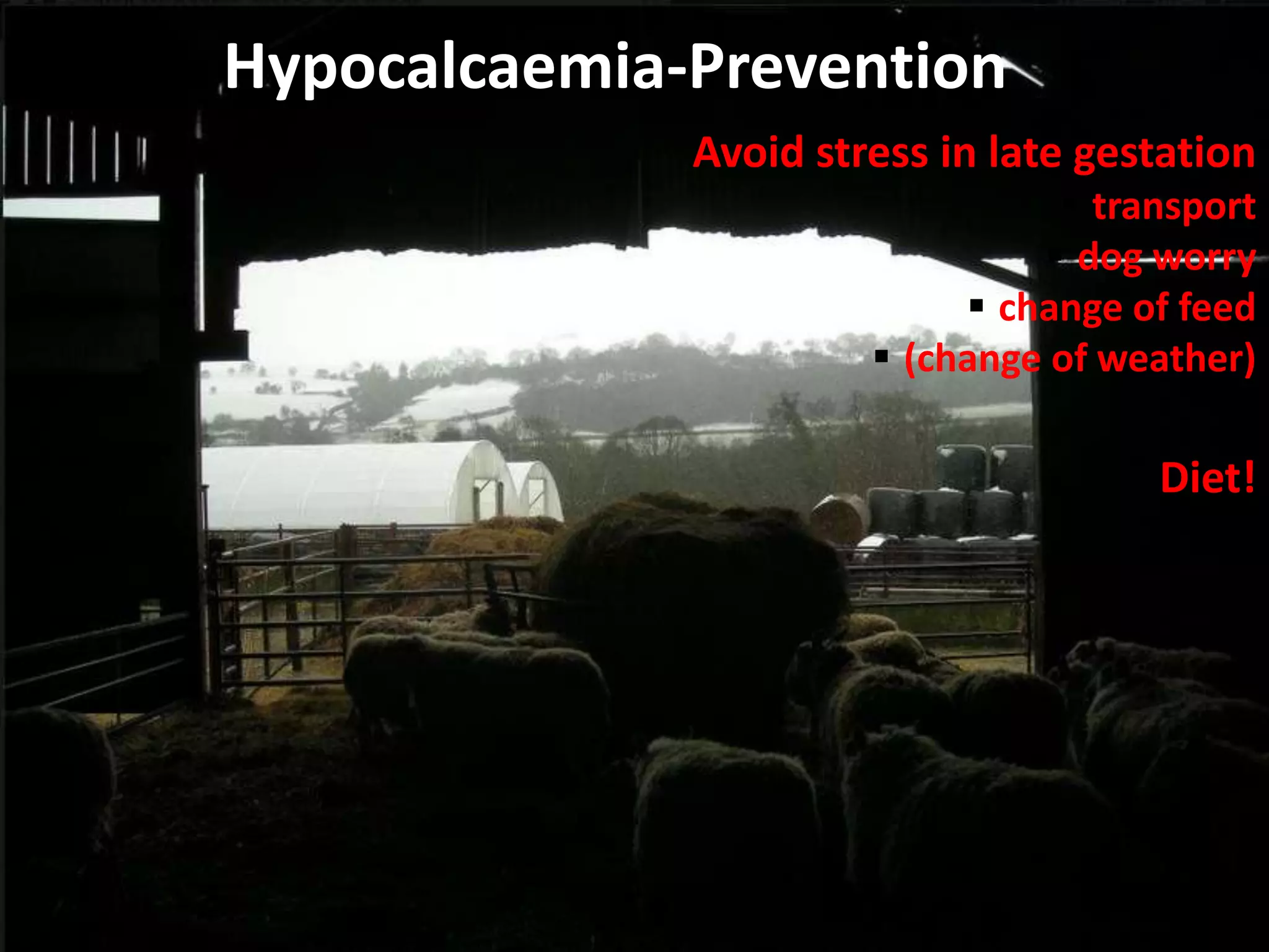 Hypocalcaemia-Prevention
Avoid stress in late gestation
 transport
 dog worry
 change of feed
 (change of weather)
Diet!
 