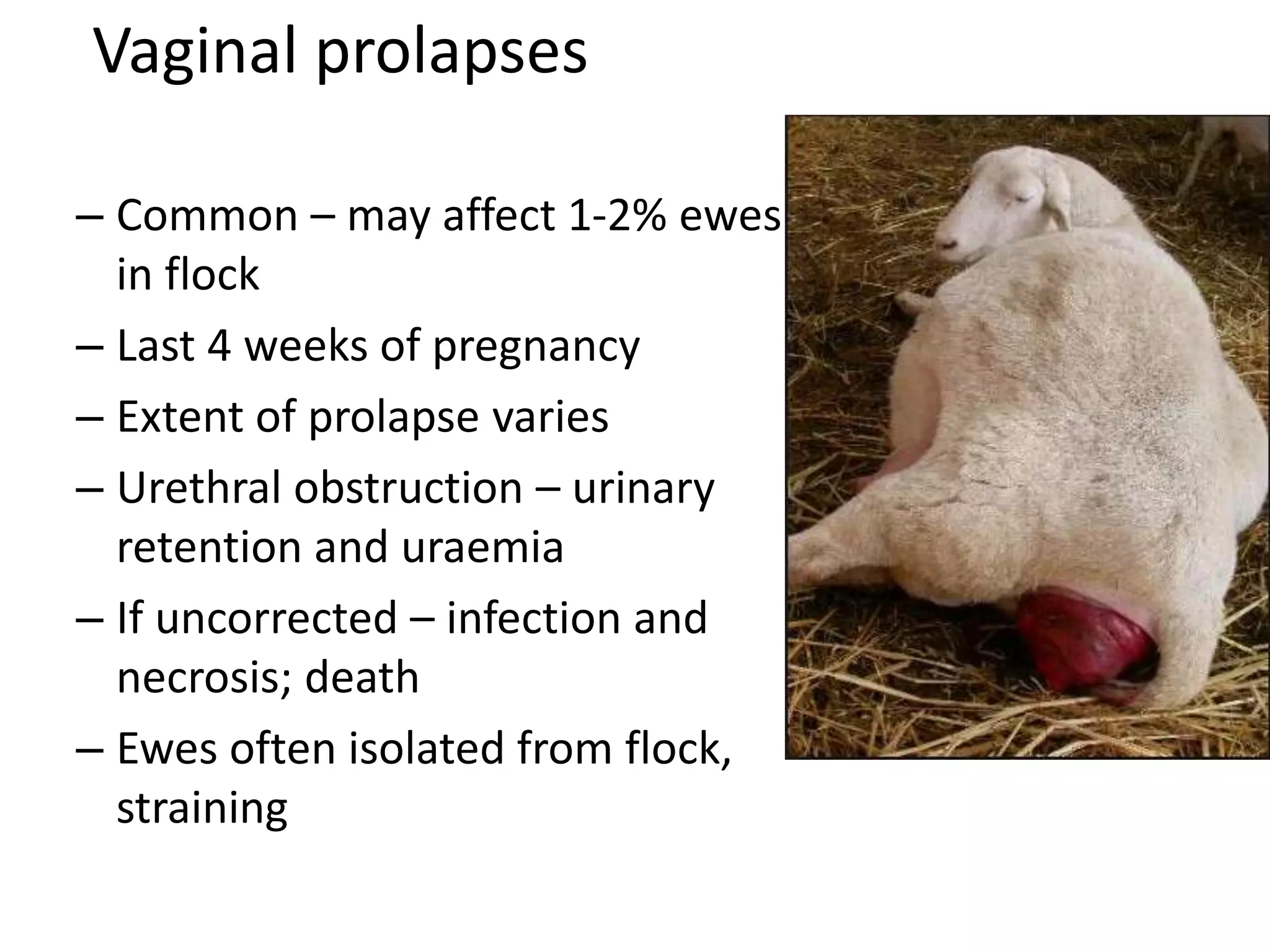 Vaginal prolapses
– Common – may affect 1-2% ewes
in flock
– Last 4 weeks of pregnancy
– Extent of prolapse varies
– Urethral obstruction – urinary
retention and uraemia
– If uncorrected – infection and
necrosis; death
– Ewes often isolated from flock,
straining
 