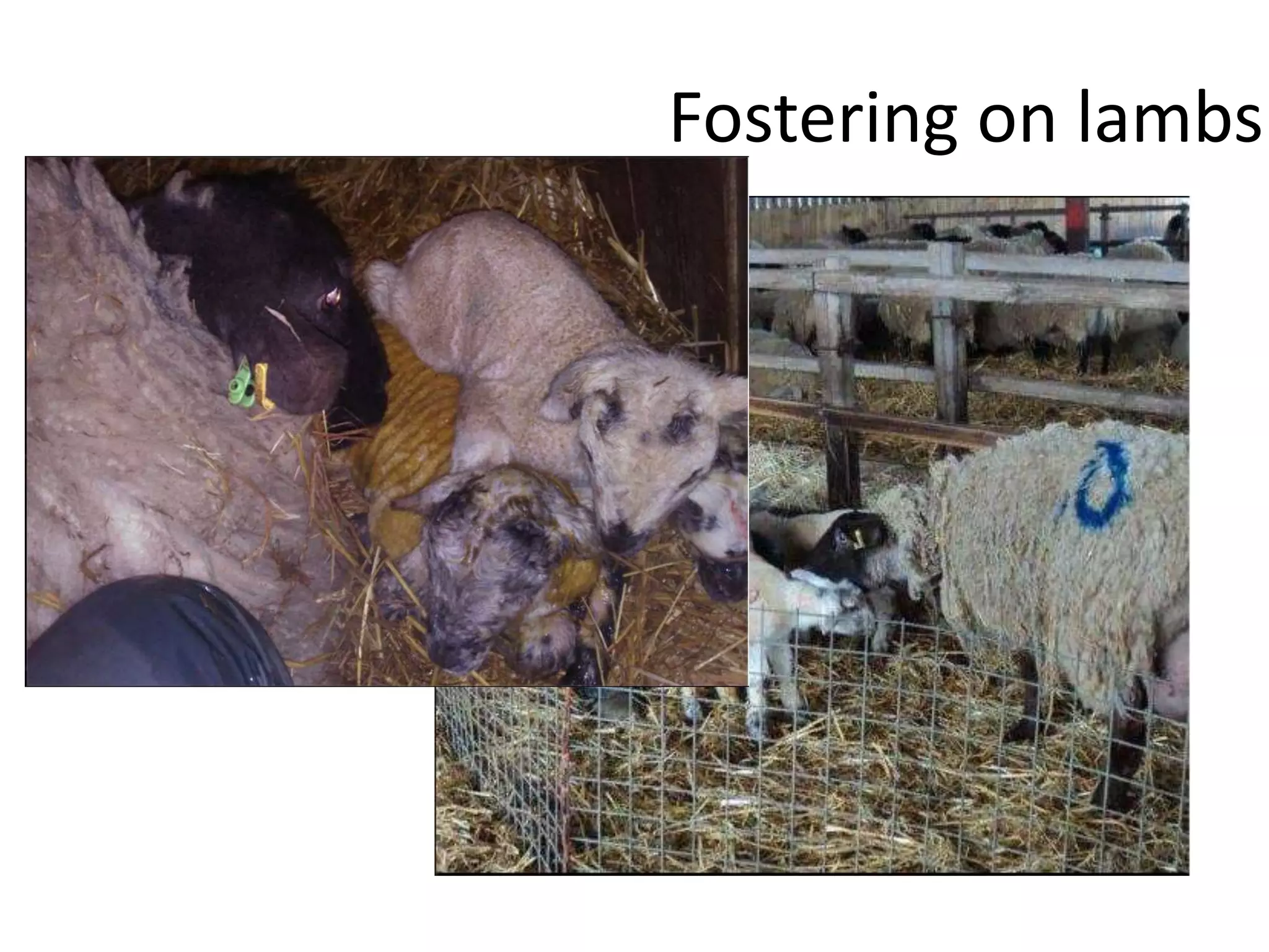 Fostering on lambs
 