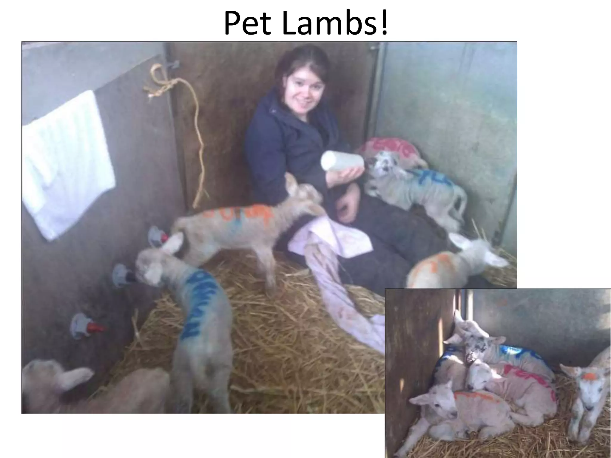 Pet Lambs!
 