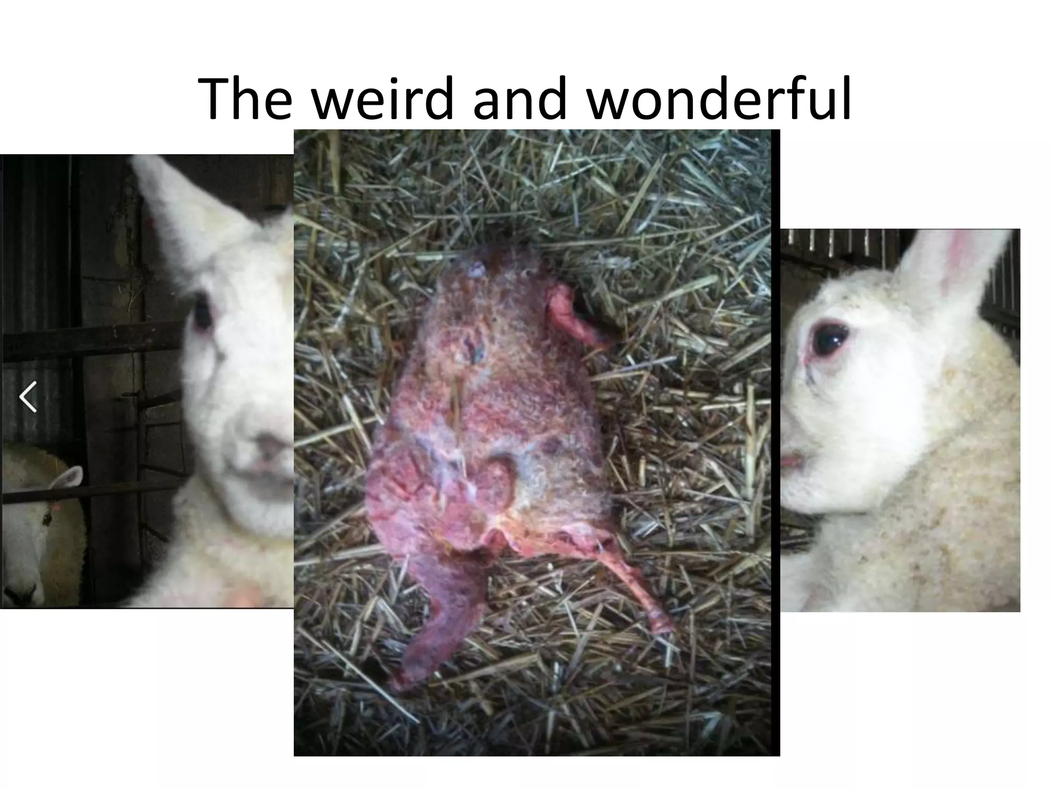 The weird and wonderful
 