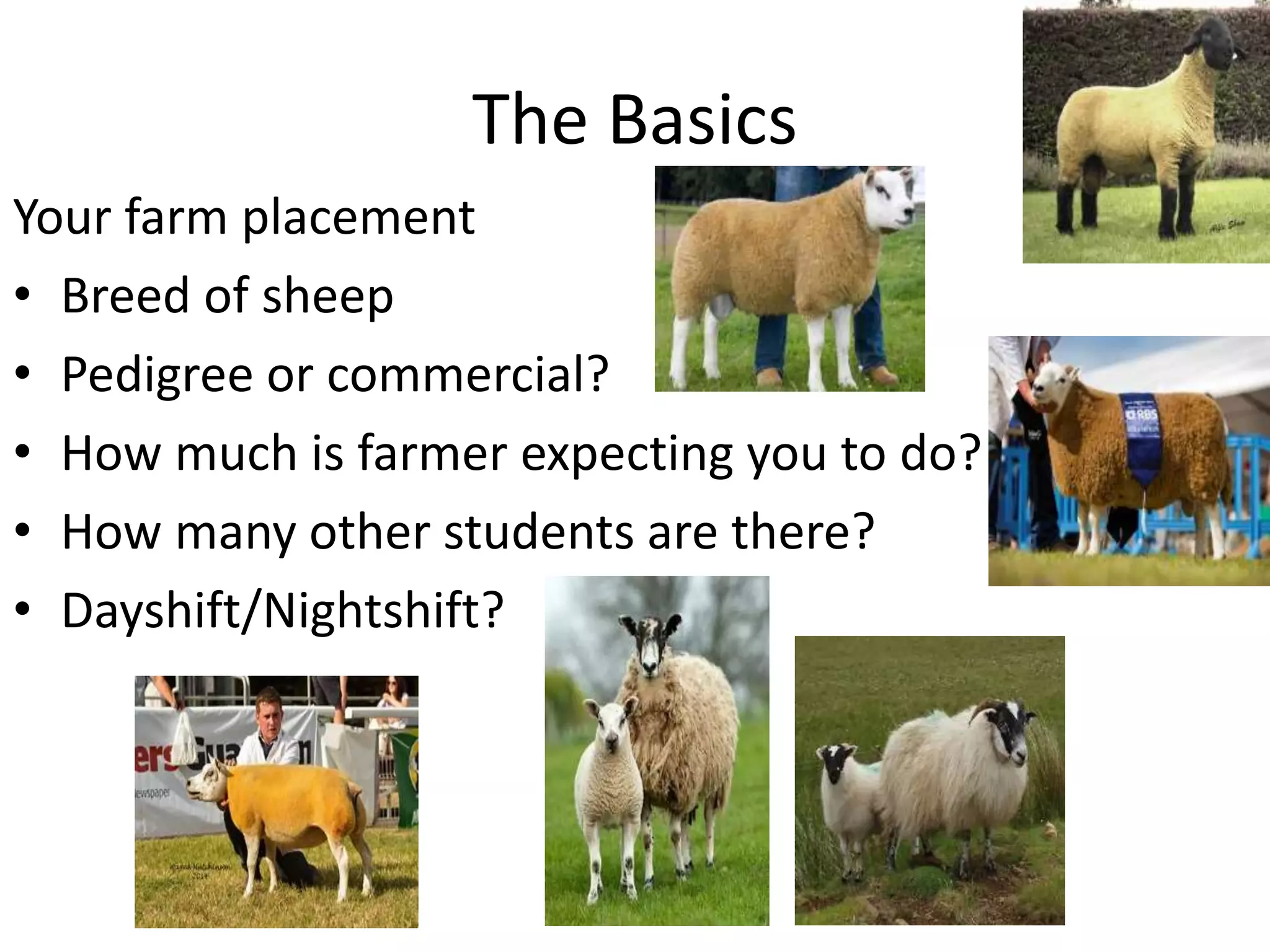 The Basics
Your farm placement
• Breed of sheep
• Pedigree or commercial?
• How much is farmer expecting you to do?
• How many other students are there?
• Dayshift/Nightshift?
 