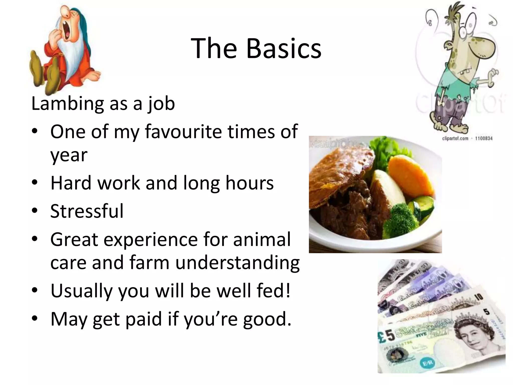 The Basics
Lambing as a job
• One of my favourite times of
year
• Hard work and long hours
• Stressful
• Great experience for animal
care and farm understanding
• Usually you will be well fed!
• May get paid if you’re good.
 