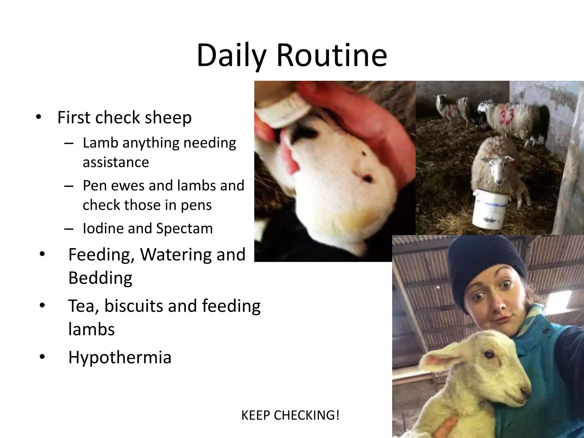 Daily Routine
• First check sheep
– Lamb anything needing
assistance
– Pen ewes and lambs and
check those in pens
– Iodine and Spectam
• Feeding, Watering and
Bedding
• Tea, biscuits and feeding
lambs
• Hypothermia
KEEP CHECKING!
 