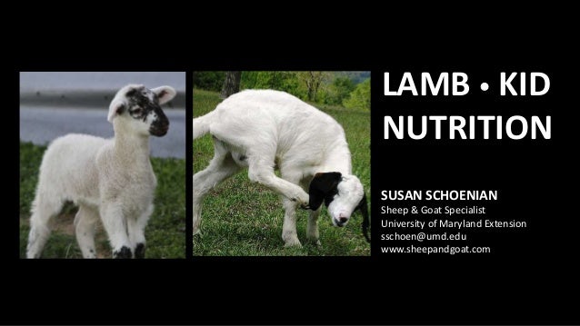 Lamb Kid Nutrition