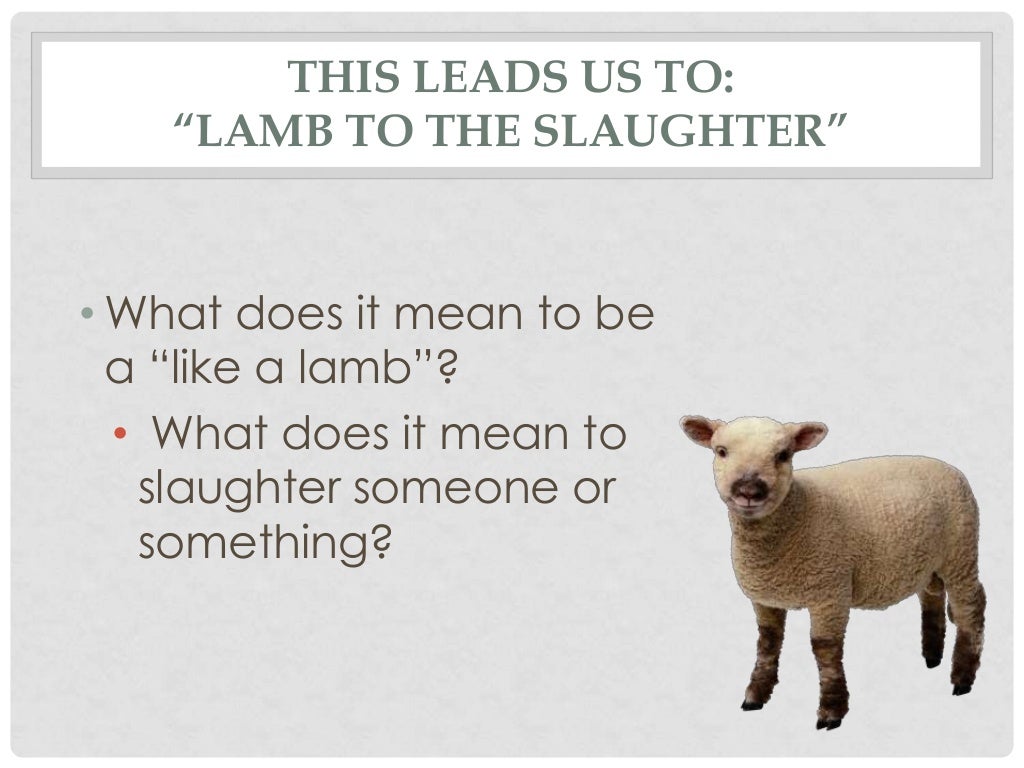Lamb to the slaughter intro lesson