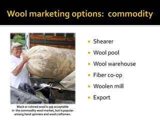  Shearer
 Wool pool
 Wool warehouse
 Fiber co-op
 Woolen mill
 Export
Black or colored wool is not acceptable
in the commodity wool market, but is popular
among hand spinners and wool craftsmen.
 