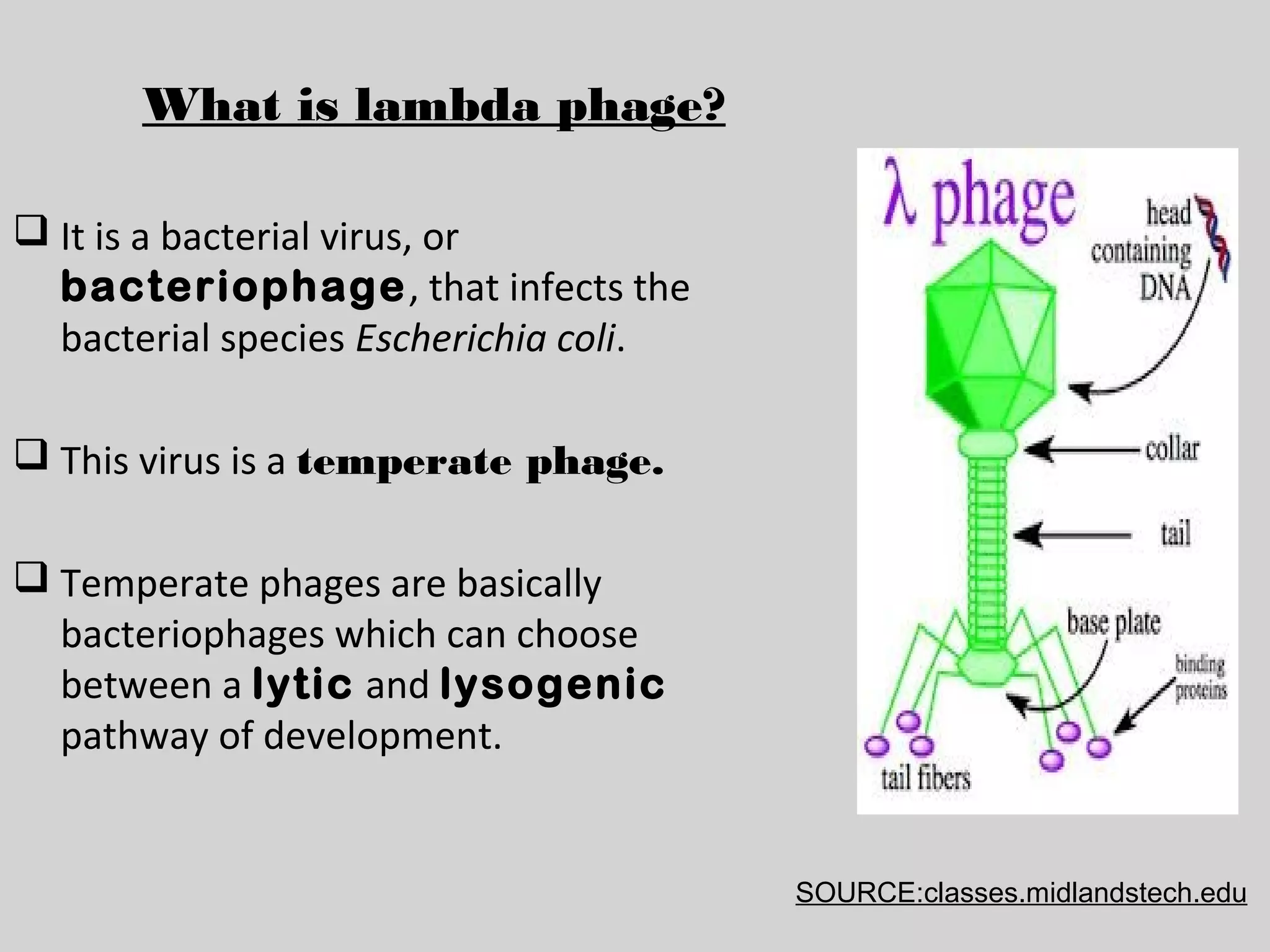 What is lambda phage?
It is a bacterial virus, or
bacteriophage , that infects the
bacterial species Escherichia coli.
This virus is a temperate phage.
Temperate phages are basically
bacteriophages which can choose
between a lytic and lysogenic
pathway of development.
SOURCE:classes.midlandstech.edu
