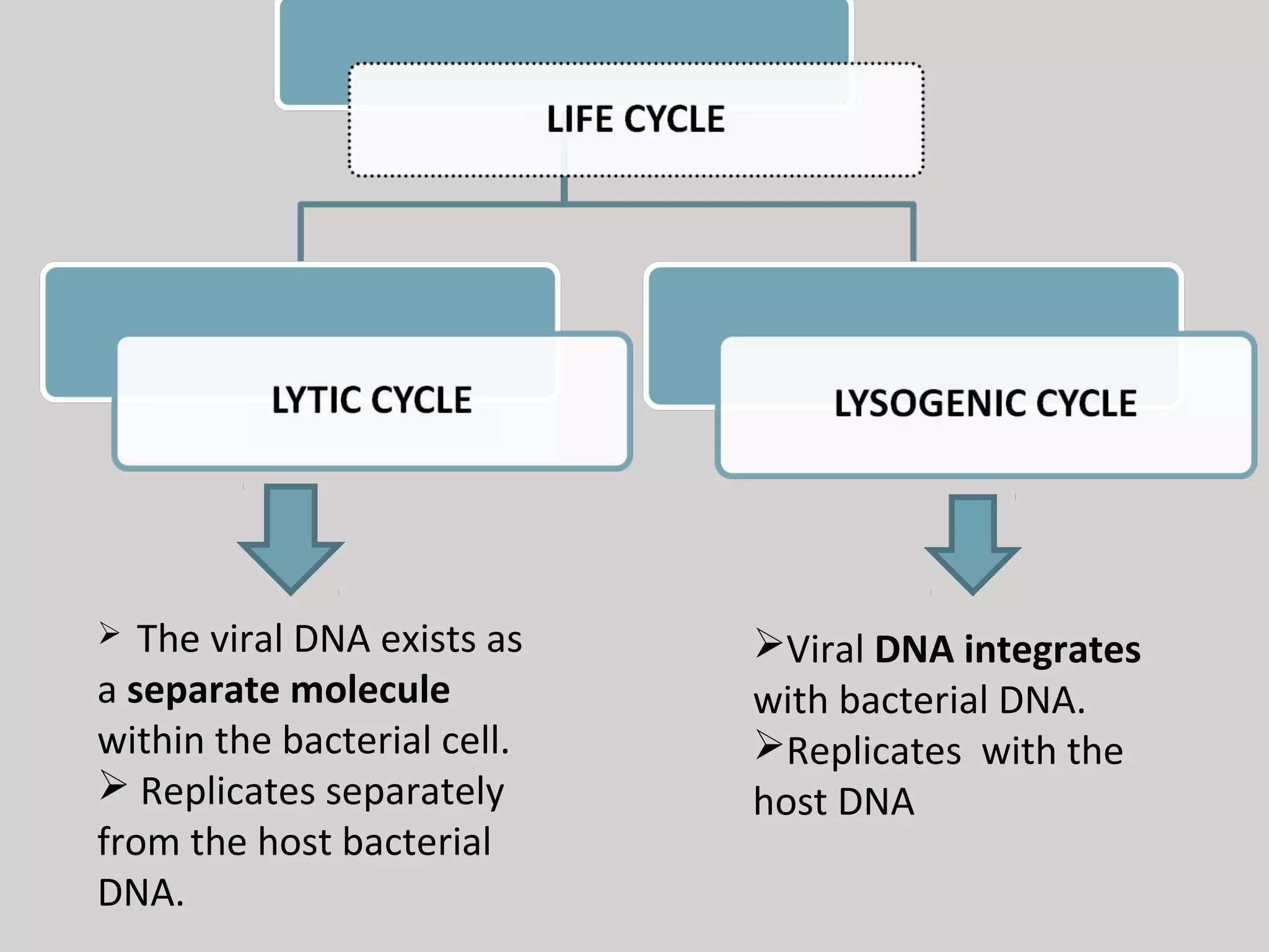 The viral DNA exists as
a separate molecule
within the bacterial cell.
Replicates separately
from the host bacterial
DNA.
Viral DNA integrates
with bacterial DNA.
Replicates with the
host DNA