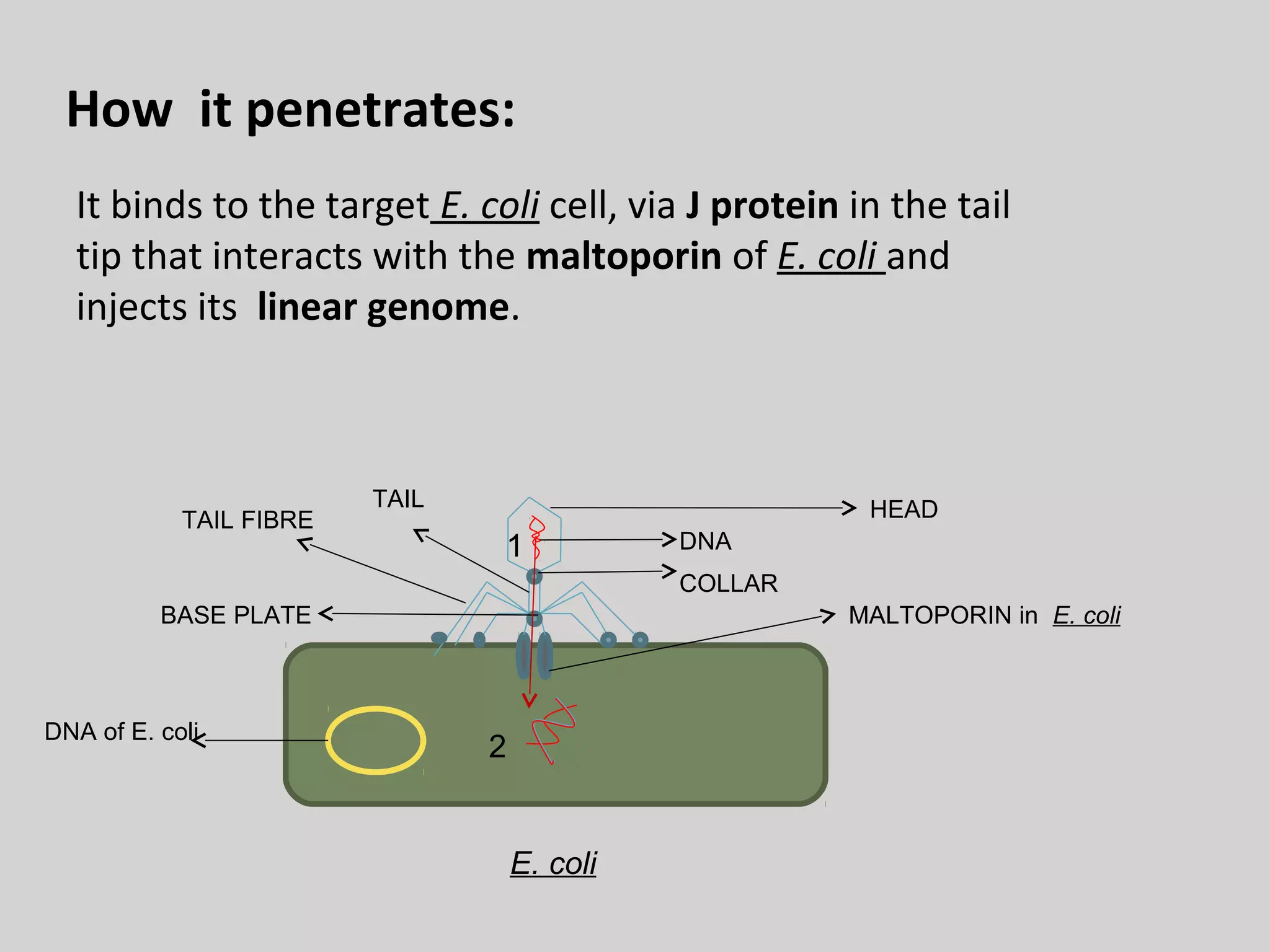 How it penetrates:
It binds to the target E. coli cell, via J protein in the tail
tip that interacts with the maltoporin of E. coli and
injects its linear genome.
TAIL FIBRE
TAIL
HEAD
1
DNA
COLLAR
BASE PLATE
DNA of E. coli
MALTOPORIN in E. coli
2
E. coli