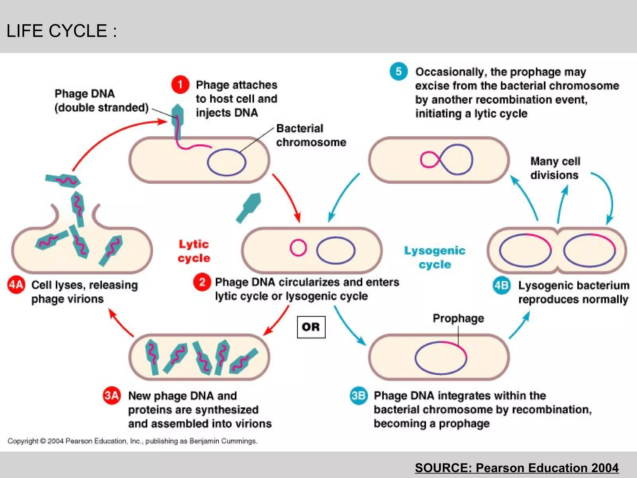 LIFE CYCLE :
SOURCE: Pearson Education 2004