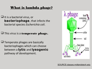 What is lambda phage?
It is a bacterial virus, or
bacteriophage , that infects the
bacterial species Escherichia coli.
This virus is a temperate phage.
Temperate phages are basically
bacteriophages which can choose
between a lytic and lysogenic
pathway of development.
SOURCE:classes.midlandstech.edu
