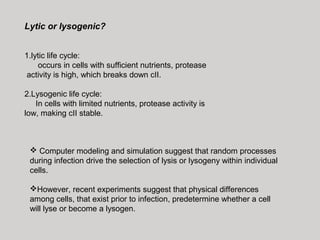 Lytic or lysogenic?
1.lytic life cycle:
occurs in cells with sufficient nutrients, protease
activity is high, which breaks down cII.
2.Lysogenic life cycle:
In cells with limited nutrients, protease activity is
low, making cII stable.
Computer modeling and simulation suggest that random processes
during infection drive the selection of lysis or lysogeny within individual
cells.
However, recent experiments suggest that physical differences
among cells, that exist prior to infection, predetermine whether a cell
will lyse or become a lysogen.