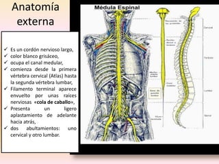 Anatomía
externa
Es un cordón nervioso largo,
color blanco grisáceo,
ocupa el canal medular,
comienza desde la primera
vértebra cervical (Atlas) hasta
la segunda vértebra lumbar,
Filamento terminal aparece
envuelto por unas raíces
nerviosas «cola de caballo»,
Presenta un ligero
aplastamiento de adelante
hacia atrás,
dos abultamientos: uno
cervical y otro lumbar.
