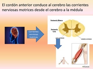 Corrientes
nerviosas
motrices
El cordón anterior conduce al cerebro las corrientes
nerviosas motrices desde el cerebro a la médula