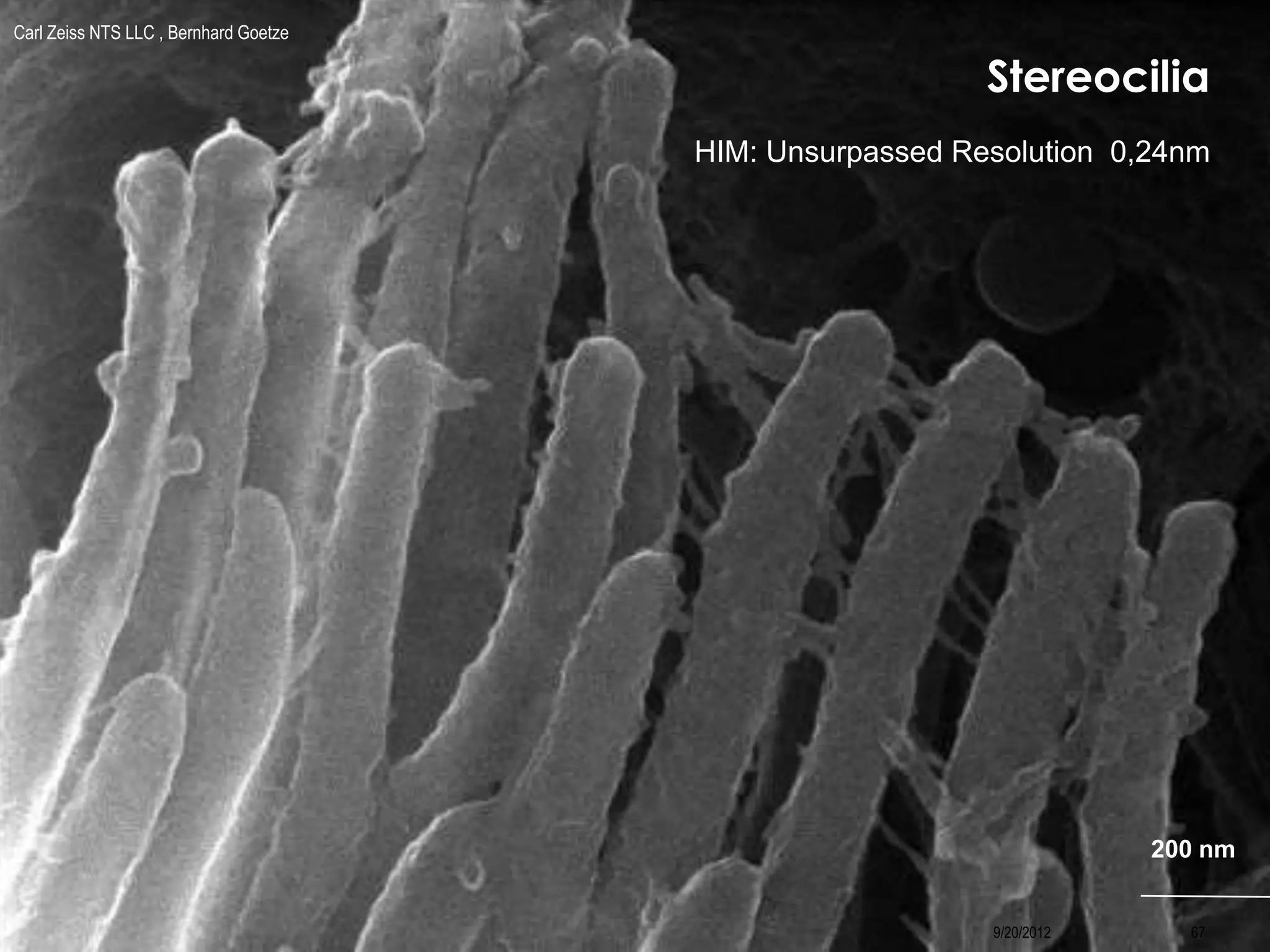 Stereocilia
9/20/2012 67
Carl Zeiss NTS LLC , Bernhard Goetze
200 nm
HIM: Unsurpassed Resolution 0,24nm
 