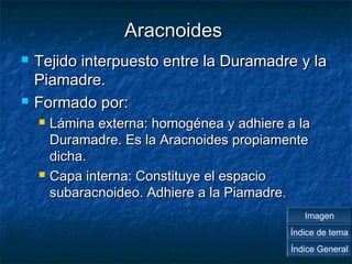 AArraaccnnooiiddeess 
 TTeejjiiddoo iinntteerrppuueessttoo eennttrree llaa DDuurraammaaddrree yy llaa 
PPiiaammaaddrree.. 
 FFoorrmmaaddoo ppoorr:: 
 LLáámmiinnaa eexxtteerrnnaa:: hhoommooggéénneeaa yy aaddhhiieerree aa llaa 
DDuurraammaaddrree.. EEss llaa AArraaccnnooiiddeess pprrooppiiaammeennttee 
ddiicchhaa.. 
 CCaappaa iinntteerrnnaa:: CCoonnssttiittuuyyee eell eessppaacciioo 
ssuubbaarraaccnnooiiddeeoo.. AAddhhiieerree aa llaa PPiiaammaaddrree.. 
Imagen 
Índice de tema 
Índice General 
 