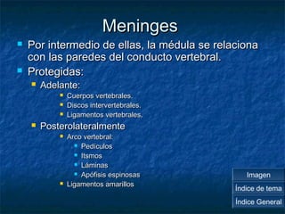 MMeenniinnggeess 
 PPoorr iinntteerrmmeeddiioo ddee eellllaass,, llaa mméédduullaa ssee rreellaacciioonnaa 
ccoonn llaass ppaarreeddeess ddeell ccoonndduuccttoo vveerrtteebbrraall.. 
 PPrrootteeggiiddaass:: 
 AAddeellaannttee:: 
 CCuueerrppooss vveerrtteebbrraalleess.. 
 DDiissccooss iinntteerrvveerrtteebbrraalleess.. 
 LLiiggaammeennttooss vveerrtteebbrraalleess.. 
 PPoosstteerroollaatteerraallmmeennttee 
 AArrccoo vveerrtteebbrraall:: 
 PPeeddííccuullooss 
 IIttssmmooss 
 LLáámmiinnaass 
 AAppóóffiissiiss eessppiinnoossaass 
 LLiiggaammeennttooss aammaarriillllooss 
Imagen 
Índice de tema 
Índice General 
 