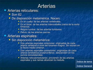 AArrtteerriiaass 
 AArrtteerriiaass rreettiiccuullaarreess:: 
 SSoonn 6622 
 DDee ddiissppoossiicciióónn mmeettaamméérriiccaa.. NNaacceenn:: 
 EEnn eell ccuueelllloo:: ddee llaass aarrtteerriiaass vveerrtteebbrraalleess.. 
 EEnn eell ttóórraaxx:: ddee llaass aarrtteerriiaass iinntteerrccoossttaalleess ((rraammaa ddee llaa aaoorrttaa 
ttoorráácciiccaa)).. 
 RReeggiióónn lluummbbaarr:: ddee llaass aarrtteerriiaass lluummbbaarreess.. 
 PPeellvviiss:: ddee llaass aarrtteerriiaass ssaaccrraass.. 
 AArrtteerriiaass eessppiinnaalleess:: 
 SSiinn ddiissppoocciicciióónn mmeettaamméérriiccaa:: 
 DDooss aarrtteerriiaass eessppiinnaalleess aanntteerriioorreess:: oorriiggiinnaaddaass ddee ccaaddaa 
aarrtteerriiaa vveerrtteebbrraall aa nniivveell ddeell ffoorraammeenn mmaaggnnoo.. SSee rreeúúnneenn eenn 
llaa ffiissuurraa mmeeddiiaa aanntteerriioorr.. 
 DDooss aarrtteerriiaass eessppiinnaalleess ppoosstteerriioorreess:: oorriiggiinnaaddaass ddee ccaaddaa 
aarrtteerriiaa cceerreebbeelloossaa ppoosstteerrooiinnffeerriioorr,, ddeesscciieennddeenn eenn llooss 
ssuurrccooss ddoorrssoollaatteerraalleess.. 
 AArrtteerriiaass rreettiiccuulloommeedduullaarreess:: pprroovviieenneenn ddee llaass aarrtteerriiaass 
eessppiinnaalleess yy ssuuss rraammaass aallccaannzzaann llaa mméédduullaa.. Índice de tema 
Índice General 
 